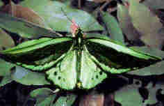 1Up Travel - Australia - birdwing butterfly