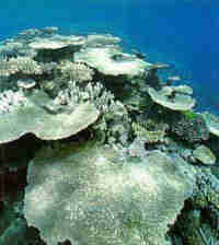 1Up Travel - Australia - Great Barrier Reef
