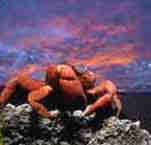 1Up Travel - Australia - The Red Crab