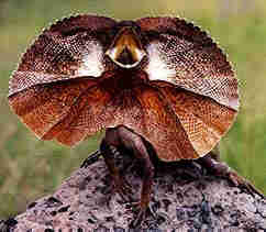 1Up Travel - Australia - frilled lizard
