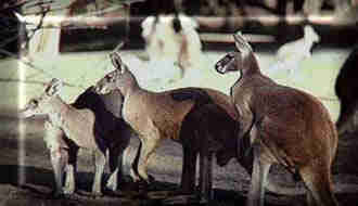 1Up Travel - Australia - kangaroos