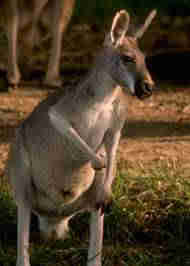 1Up Travel - Australia - Red Kangaroo