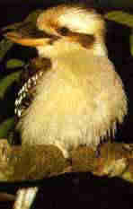 1Up Travel - Australia - kookaburra