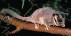 1Up Travel - Australia - Leadbeater's possum
