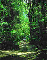 1Up Travel - Australia - Tropical Rainforest in Daintree