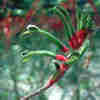 1Up Travel - Australia - red green kangaroo paw