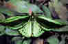 1Up Travel - Australia - GiantBirdwing Butterflie 