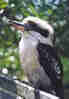1Up Travel - Australia - kookaburra