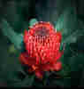 1Up Travel - Australia - Waratah
