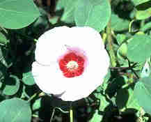  1Up Travel - Australia - Sturt's Desert Rose