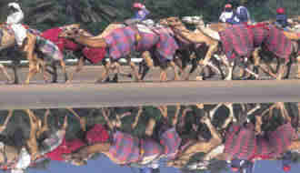 1Up Travel - Dubai - camels