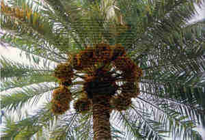 1Up Travel - Dubai - palm tree