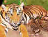 1Up Travel - Dubai - tiger