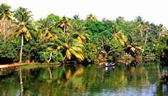 1Up Travel - Kerala - keram coconut palms