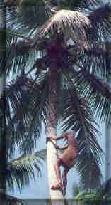 1Up Travel - Kerala - coconut and palm tree