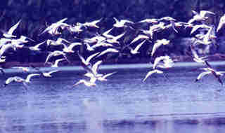 1Up Travel - Kerala - kadalundi bird sanctuary
