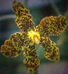 1Up Travel - Kerala - tiger orchid