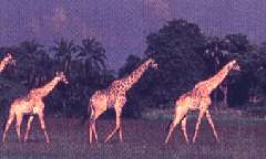 Makgadikgadi and Nxai National Park in Ngamiland