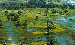 Okavango Delta in Ngamiland