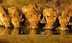 Gemsbok National Park in Ngamiland