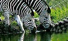 Kutse Game Reserve in Ngamiland