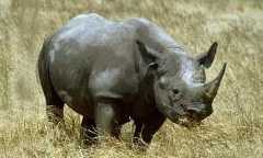 Marsabit National Park & Reserve in Eastern
