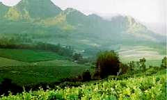The Wine Farms in Western Cape