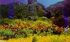 Kirstenbosch Botanical Gardens in Western Cape