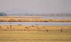 Mana Pools National Park in Western Region