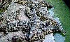Jong's Crocodile Farm in Sarawak