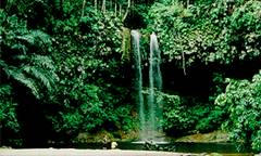 Lambir Hill in Sarawak