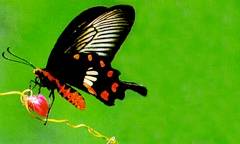 Butterfly Farm in Penang