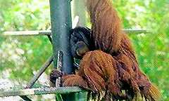National Zoo & Aquarium in Selangor