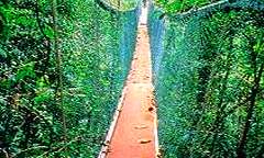 Taman Negara in Pahang