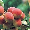Hoeryong white apricot