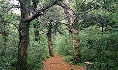 Pijarim Forest in Cheju-do