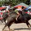 Chon Buri Buffalo Race