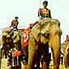 elephant race festival