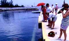 Turtle Farm in Grand Cayman