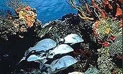 Levera National Park in St. George's