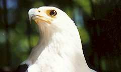 Antwerp Zoo in Antwerp