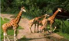 Prague Zoological Garden. in Prague