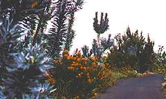 Enchanting Floral Garden of Kula in Hawaii