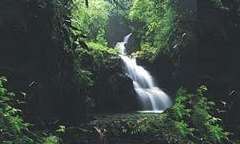 Hawaii Tropical Botanical Garden in Hawaii