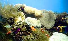 Waikiki Aquarium in Hawaii