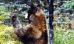 The Alaska Zoo in anchorage
