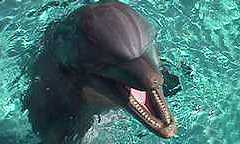 Sea World in orlando