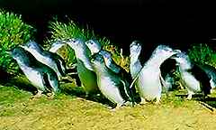 Phillip Island Nature Park in Victoria