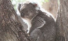 Tidbinbilla Nature Reserve in New South Wales