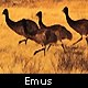 melbourne- emus